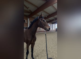 Caballo de deporte alemán, Caballo castrado, 3 años, 167 cm, Castaño