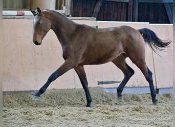 Caballo de deporte alemán, Caballo castrado, 3 años, 167 cm, Castaño