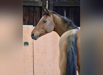 Caballo de deporte alemán, Caballo castrado, 3 años, 167 cm, Castaño