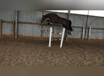 Caballo de deporte alemán, Caballo castrado, 3 años, 167 cm, Castaño
