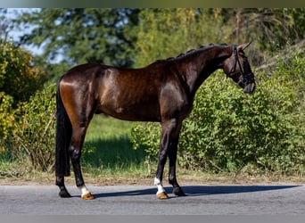 Caballo de deporte alemán, Caballo castrado, 3 años, 167 cm, Castaño oscuro