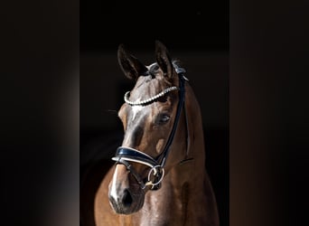 Caballo de deporte alemán, Caballo castrado, 3 años, 167 cm, Castaño oscuro