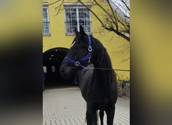 Caballo de deporte alemán, Caballo castrado, 3 años, 167 cm, Morcillo