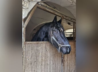 Caballo de deporte alemán, Caballo castrado, 3 años, 167 cm, Morcillo