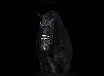 Caballo de deporte alemán, Caballo castrado, 3 años, 167 cm, Negro