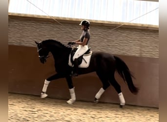 Caballo de deporte alemán, Caballo castrado, 3 años, 167 cm, Negro