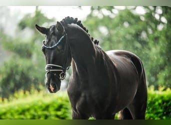 Caballo de deporte alemán, Caballo castrado, 3 años, 167 cm, Negro