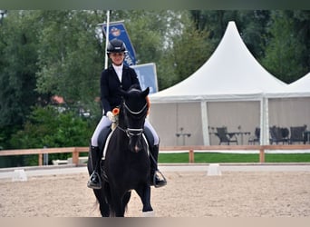 Caballo de deporte alemán, Caballo castrado, 3 años, 167 cm, Negro