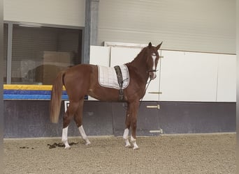 Caballo de deporte alemán, Caballo castrado, 3 años, 168 cm, Alazán