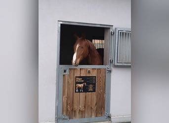 Caballo de deporte alemán, Caballo castrado, 3 años, 168 cm, Alazán