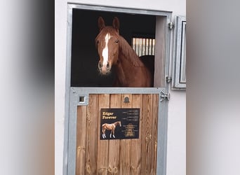 Caballo de deporte alemán, Caballo castrado, 3 años, 168 cm, Alazán