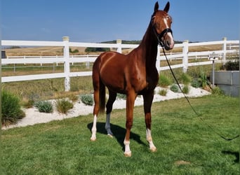 Caballo de deporte alemán, Caballo castrado, 3 años, 168 cm, Alazán