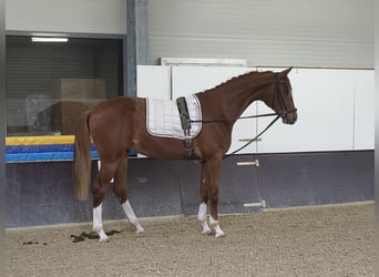 Caballo de deporte alemán, Caballo castrado, 3 años, 168 cm, Alazán