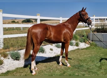 Caballo de deporte alemán, Caballo castrado, 3 años, 168 cm, Alazán