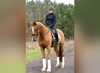 Caballo de deporte alemán, Caballo castrado, 3 años, 168 cm, Alazán
