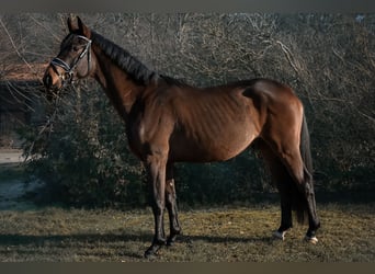 Caballo de deporte alemán, Caballo castrado, 3 años, 168 cm, Castaño