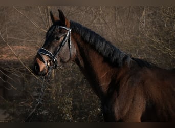 Caballo de deporte alemán, Caballo castrado, 3 años, 168 cm, Castaño