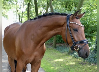 Caballo de deporte alemán, Caballo castrado, 3 años, 168 cm, Castaño