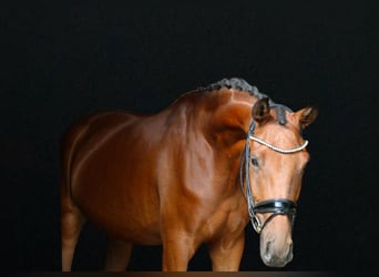 Caballo de deporte alemán, Caballo castrado, 3 años, 168 cm, Castaño