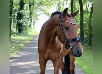 Caballo de deporte alemán, Caballo castrado, 3 años, 168 cm, Castaño