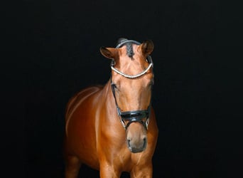 Caballo de deporte alemán, Caballo castrado, 3 años, 168 cm, Castaño