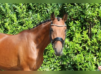 Caballo de deporte alemán, Caballo castrado, 3 años, 168 cm, Castaño