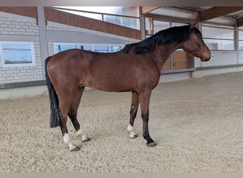 Caballo de deporte alemán, Caballo castrado, 3 años, 168 cm, Castaño