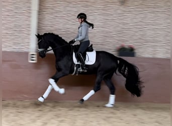 Caballo de deporte alemán, Caballo castrado, 3 años, 168 cm, Negro