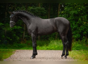 Caballo de deporte alemán, Caballo castrado, 3 años, 168 cm, Negro