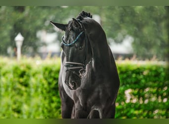 Caballo de deporte alemán, Caballo castrado, 3 años, 168 cm, Negro