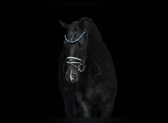 Caballo de deporte alemán, Caballo castrado, 3 años, 168 cm, Negro