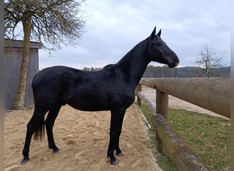 Caballo de deporte alemán, Caballo castrado, 3 años, 168 cm, Negro