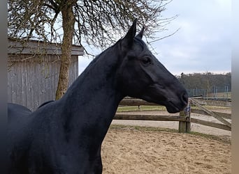 Caballo de deporte alemán, Caballo castrado, 3 años, 168 cm, Negro