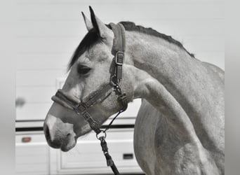 Caballo de deporte alemán, Caballo castrado, 3 años, 168 cm, Tordo rodado