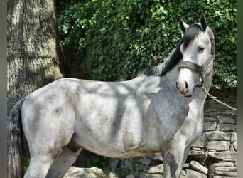 Caballo de deporte alemán, Caballo castrado, 3 años, 168 cm, Tordo rodado