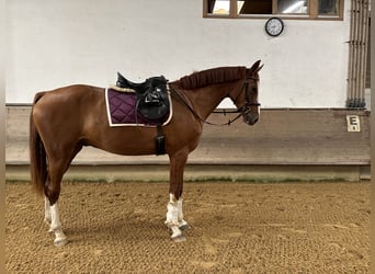 Caballo de deporte alemán, Caballo castrado, 3 años, 169 cm, Alazán