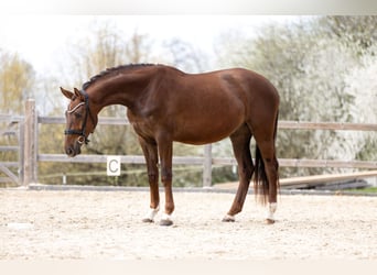 Caballo de deporte alemán, Caballo castrado, 3 años, 169 cm, Alazán-tostado