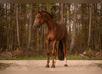 Caballo de deporte alemán, Caballo castrado, 3 años, 169 cm, Alazán-tostado