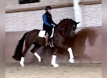 Caballo de deporte alemán, Caballo castrado, 3 años, 169 cm, Alazán-tostado