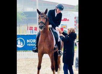 Caballo de deporte alemán, Caballo castrado, 3 años, 169 cm, Alazán-tostado