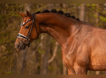 Caballo de deporte alemán, Caballo castrado, 3 años, 169 cm, Alazán-tostado