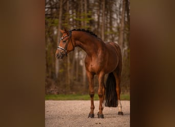 Caballo de deporte alemán, Caballo castrado, 3 años, 169 cm, Alazán-tostado