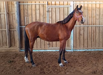 Caballo de deporte alemán, Caballo castrado, 3 años, 169 cm, Castaño