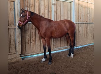 Caballo de deporte alemán, Caballo castrado, 3 años, 169 cm, Castaño