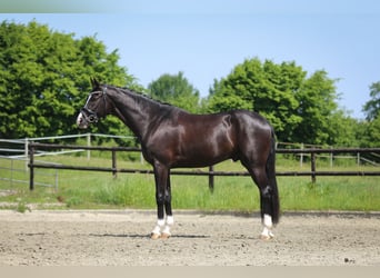 Caballo de deporte alemán, Caballo castrado, 3 años, 169 cm, Negro