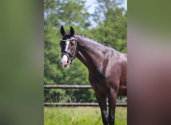 Caballo de deporte alemán, Caballo castrado, 3 años, 169 cm, Negro