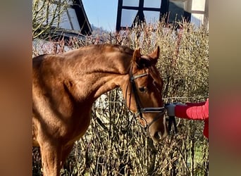 Caballo de deporte alemán, Caballo castrado, 3 años, 170 cm, Alazán