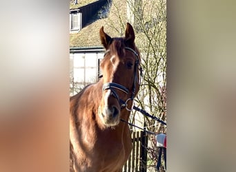 Caballo de deporte alemán, Caballo castrado, 3 años, 170 cm, Alazán