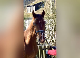 Caballo de deporte alemán, Caballo castrado, 3 años, 170 cm, Alazán