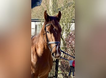 Caballo de deporte alemán, Caballo castrado, 3 años, 170 cm, Alazán